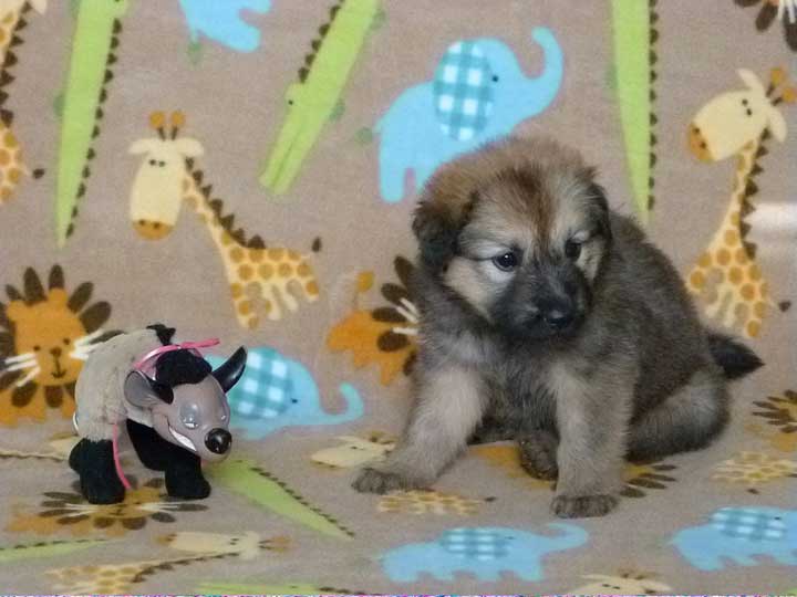 chinook puppy